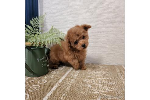 販売中の岡山県のタイニープードル-225910