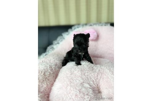 成約済の茨城県のチワプー:チワワ×トイプードル-230175の6枚目