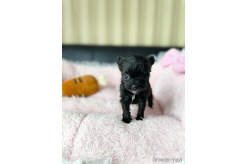 成約済の茨城県のチワプー:チワワ×トイプードル-230175の7枚目