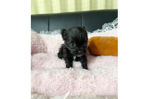 成約済の茨城県のチワプー:チワワ×トイプードル-230175の1枚目
