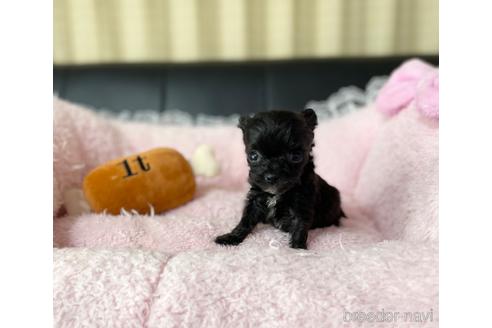 成約済の茨城県のチワプー:チワワ×トイプードル-230175の3枚目