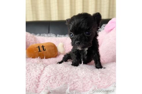 成約済の茨城県のチワプー:チワワ×トイプードル-230175の4枚目