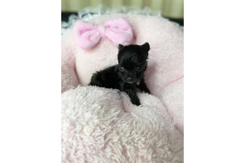 成約済の茨城県のチワプー:チワワ×トイプードル-230175の5枚目