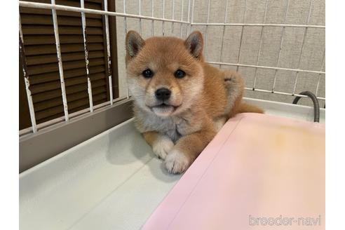 成約済の兵庫県の豆柴-229298の1枚目
