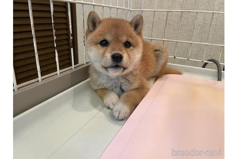 成約済の兵庫県の豆柴-229298の5枚目