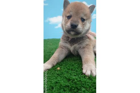 成約済の埼玉県の柴犬-228987の1枚目