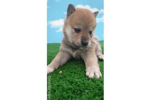 成約済の埼玉県の柴犬-228987の2枚目