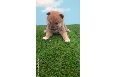 成約済の埼玉県の柴犬-228988