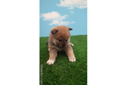 成約済の埼玉県の柴犬-228988の4枚目