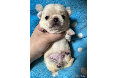 販売中の福島県のミックス犬-230220