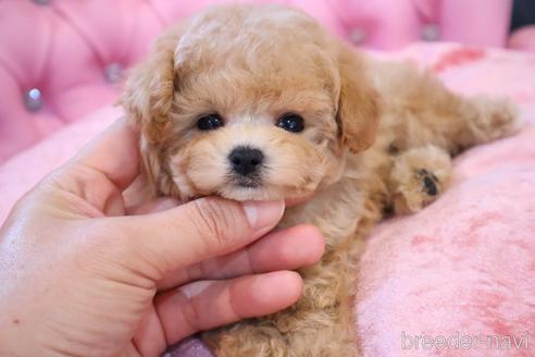 成約済の茨城県のティーカッププードル-230247の16枚目