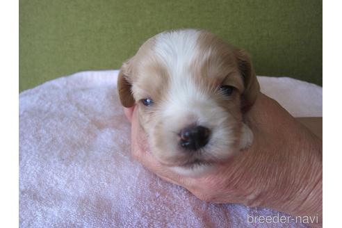 販売中の福岡県のミックス犬-229150