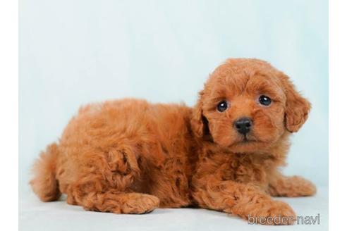 成約済の千葉県のトイプードル-230257の5枚目