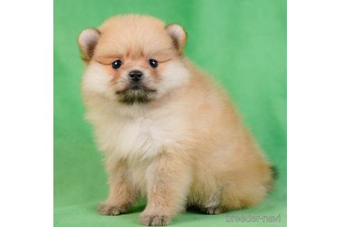 成約済の千葉県のポメラニアン-230258の5枚目
