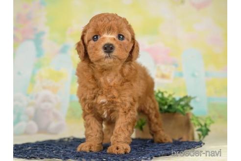 成約済の千葉県のトイプードル-230265の3枚目