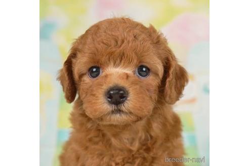 成約済の千葉県のトイプードル-230265の4枚目