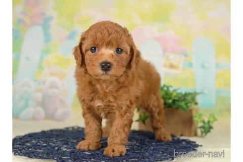 成約済の千葉県のトイプードル-230265の5枚目