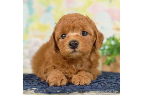 成約済の千葉県のトイプードル-230265