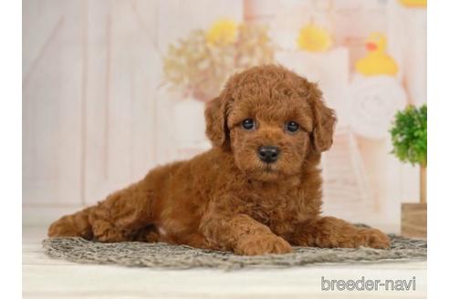 成約済の千葉県のトイプードル-230267の2枚目