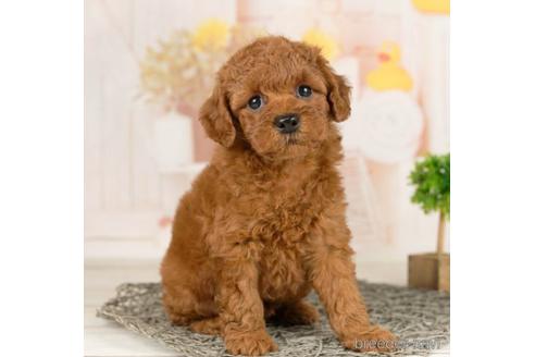 成約済の千葉県のトイプードル-230267の1枚目