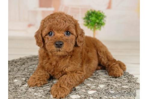 成約済の千葉県のトイプードル-230267の3枚目