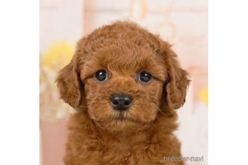 成約済の千葉県のトイプードル-230267の4枚目