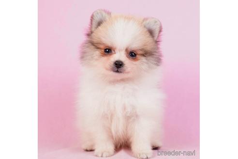 成約済の東京都のポメラニアン-230270の5枚目