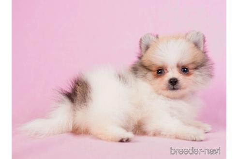 成約済の東京都のポメラニアン-230270の4枚目