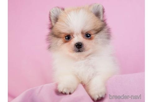 成約済の東京都のポメラニアン-230270の3枚目