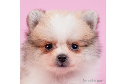 成約済の東京都のポメラニアン-230270の1枚目