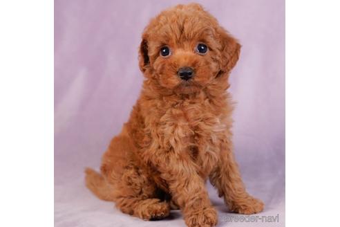 成約済の東京都のトイプードル-230271の1枚目