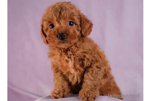 成約済の東京都のトイプードル-230271の2枚目