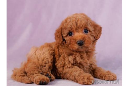 成約済の東京都のトイプードル-230271の3枚目