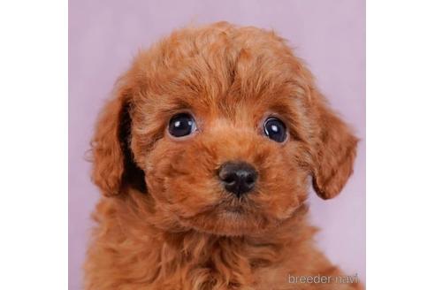 成約済の東京都のトイプードル-230271の4枚目