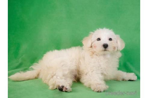 成約済の東京都のマルプー:マルチーズ×トイプードル-230272の2枚目