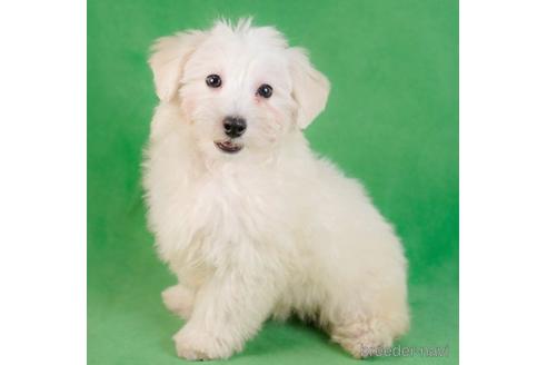 成約済の東京都のマルプー:マルチーズ×トイプードル-230272の3枚目