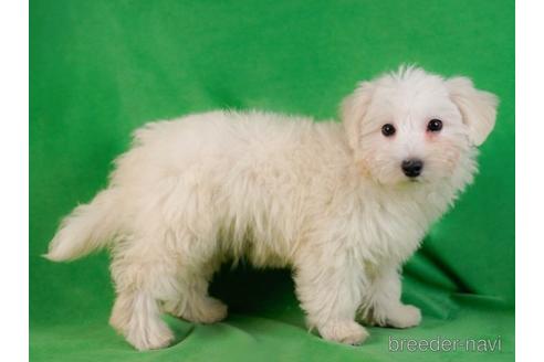 成約済の東京都のマルプー:マルチーズ×トイプードル-230272の4枚目