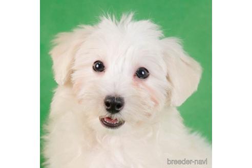 成約済の東京都のマルプー:マルチーズ×トイプードル-230272の1枚目