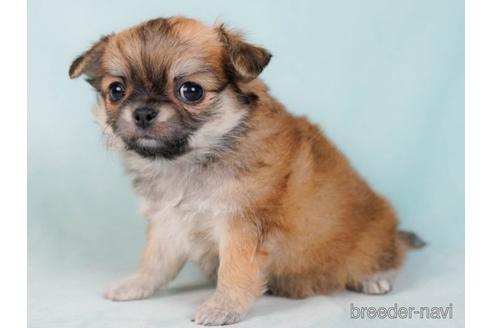 成約済の東京都のチワワ(ロングコート)-230274の2枚目