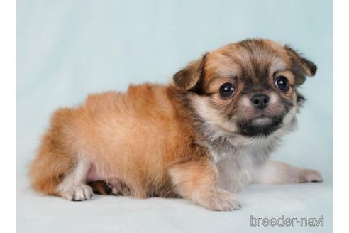 成約済の東京都のチワワ(ロングコート)-230274の3枚目