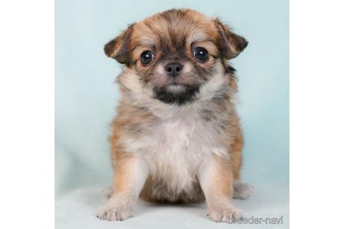 成約済の東京都のチワワ(ロングコート)-230274の4枚目