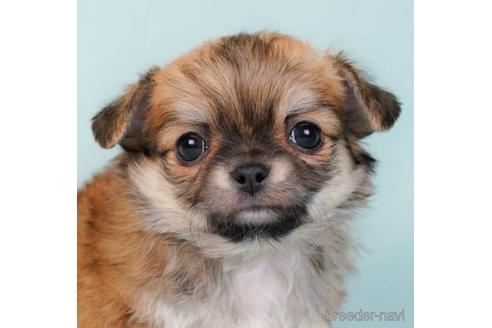 成約済の東京都のチワワ(ロングコート)-230274の1枚目