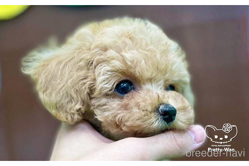 成約済の愛知県のタイニープードル-230275の2枚目