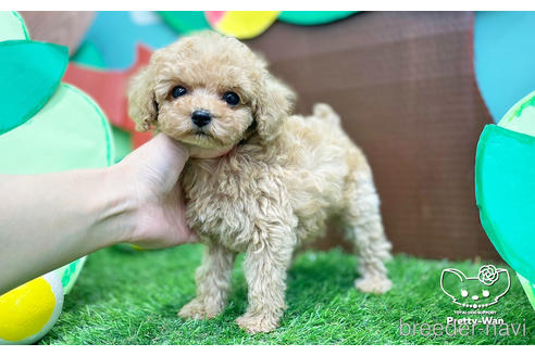 成約済の愛知県のタイニープードル-230275の3枚目