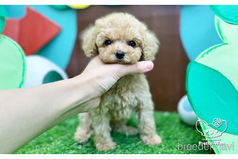 成約済の愛知県のタイニープードル-230275の4枚目