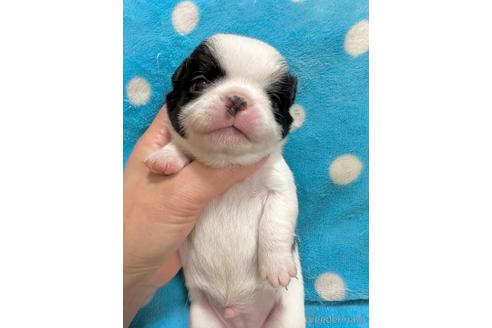販売中の福島県のミックス犬-230279