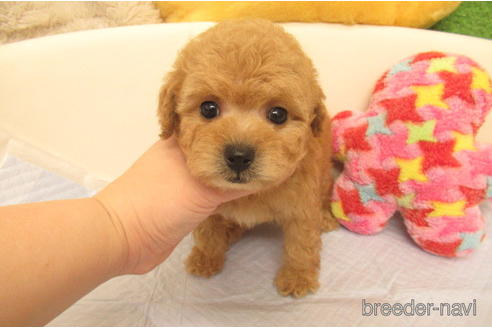 成約済の大阪府のトイプードル-230303の1枚目