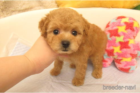 成約済の大阪府のトイプードル-230303の2枚目