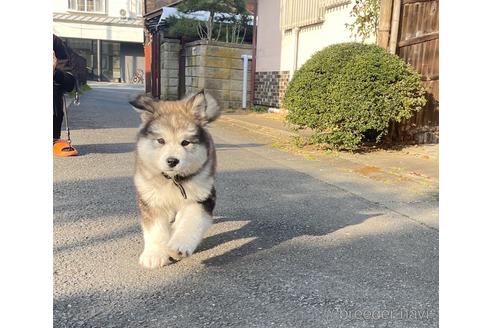 成約済の茨城県のアラスカンマラミュート-230327の3枚目