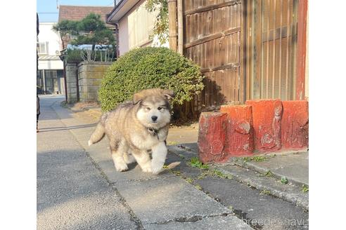 成約済の茨城県のアラスカンマラミュート-230327の2枚目